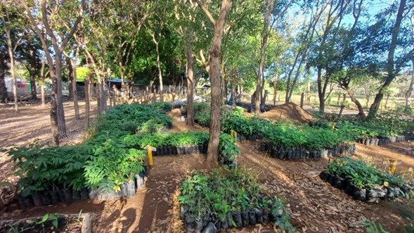 Vivero comunitario y conectividad ecológica en  Nicaragua
